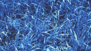 textura de pasto azul clasico para fondo o monocromo elemento diseno moda 166508008 el pasto es azul i353561