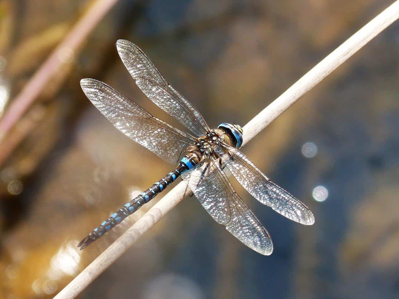 dragonfly gfc443e8bf 1280 la ascension de la libelula maestro kuthumi i468349