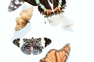 Mariposa nocturna: un antiguo símbolo de mal augurio
