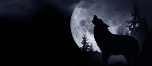 Soñar con lobos: ¿personalidad solitaria y misteriosa?