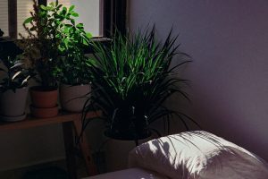 Las mejores plantas para el dormitorio: disfruta de un profundo descanso