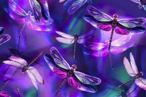 Ascensión de la libélula | Maestro Kuthumi a través de Natalie Glasson